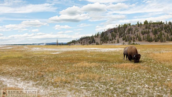 "Grazing in the Grass" [American Bison in Yellowstone National Park, Wyoming]