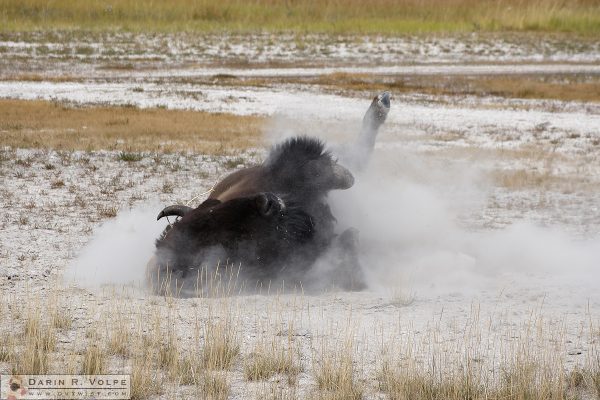 "Get It Off Me!" [American Bison Wallowing in Yellowstone National Park, Wyoming]