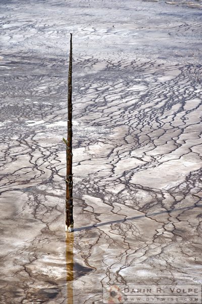 "Sundial" [Dead Tree at Grand Prismatic Spring in Yellowstone National Park, Wyoming]