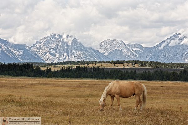 "Golden One" [Horse Grazing in Mountain Landscape in Grand Teton National Park, Wyoming]