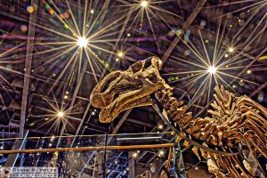 "Dinosaur Under the Stars" [Natural History Museum of Utah]