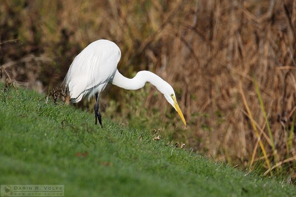"It's All Downhill From Here" [Great Egret at Merced National Wildlife Refuge, California]
