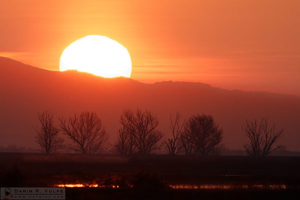 "Sundown" [Sunset at Merced National Wildlife Refuge, California]