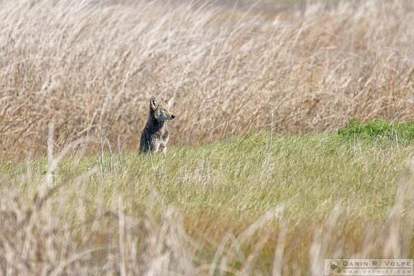 "Did You Hear Something?" [Coyote at San Luis National Wildlife Refuge, California]