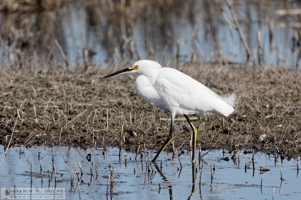 "Goldeneye" [Snowy Egret at San Luis National Wildlife Refuge, California]