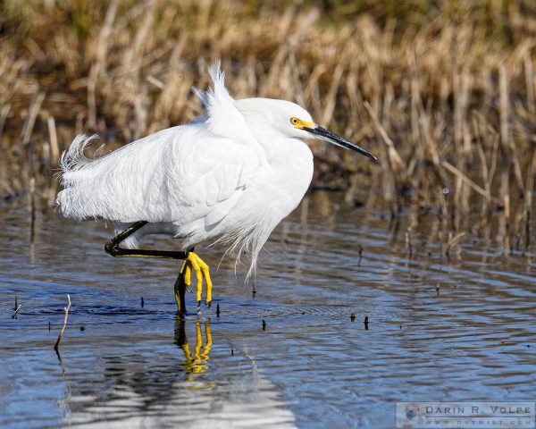 "Tailwind" [Snowy Egret at San Luis National Wildlife Refuge, California]