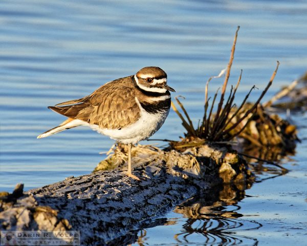 "Bump on a Log" [Killdeer at Merced National Wildlife Refuge, California]