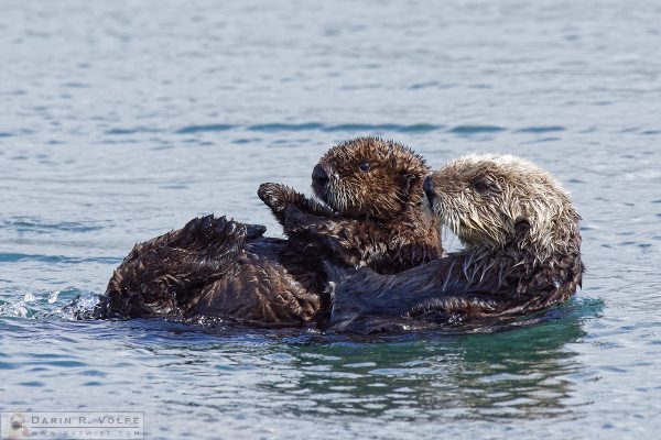 "Along for the Ride" [Female Sea Otter and Pup in Morro Bay, California]