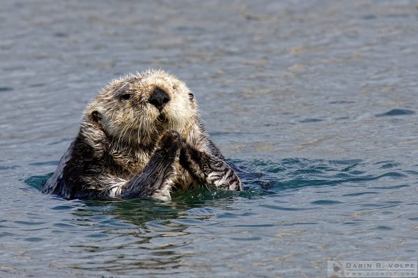 "The Otter's Prayer" [Southern Sea Otter in Morro Bay, California]