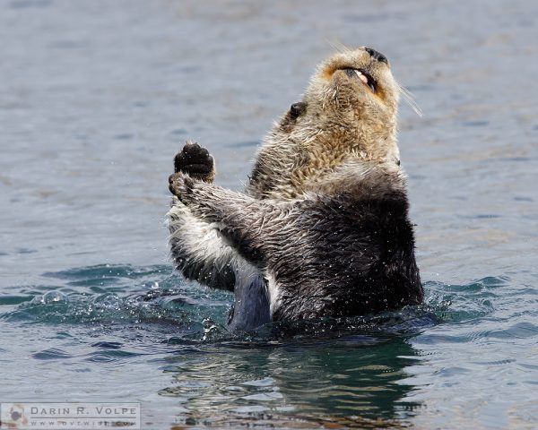 "Twist and Shout" [Sea Otter in Morro Bay, California]