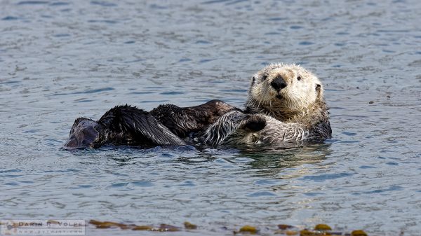 "Cute and Fuzzy" [Sea Otter in Morro Bay, California]