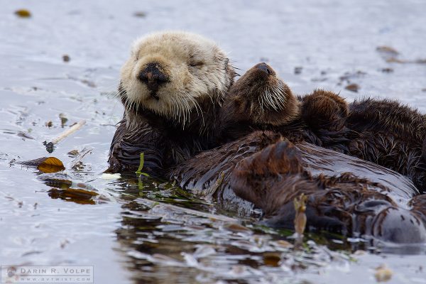 "Naptime" [Female Sea Otter and Pup in Morro Bay, California]