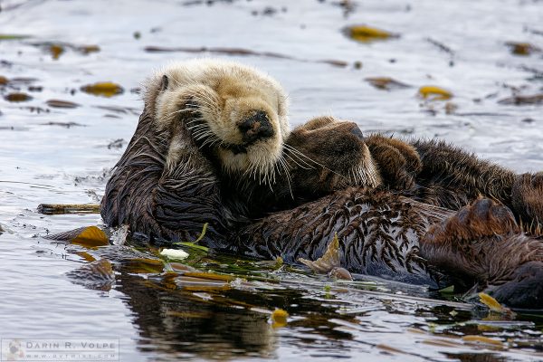 "Another Long Afternoon" [Sea Otter and Pup in Morro Bay, California]