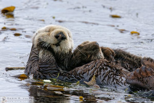 "Sweet Dreams" [Sea Otter and Pup in Morro Bay, California]
