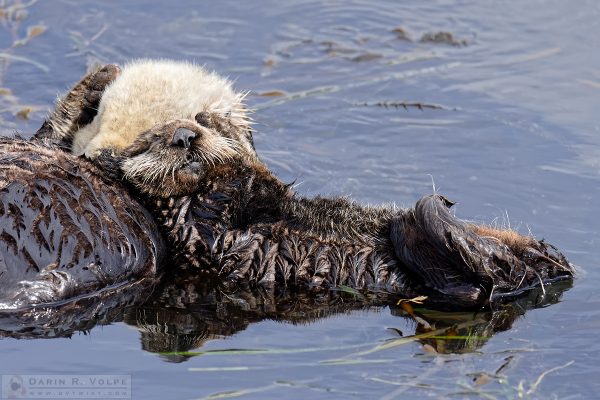 "A Comfy Pillow" [Sea Otter Pup in Morro Bay, California]