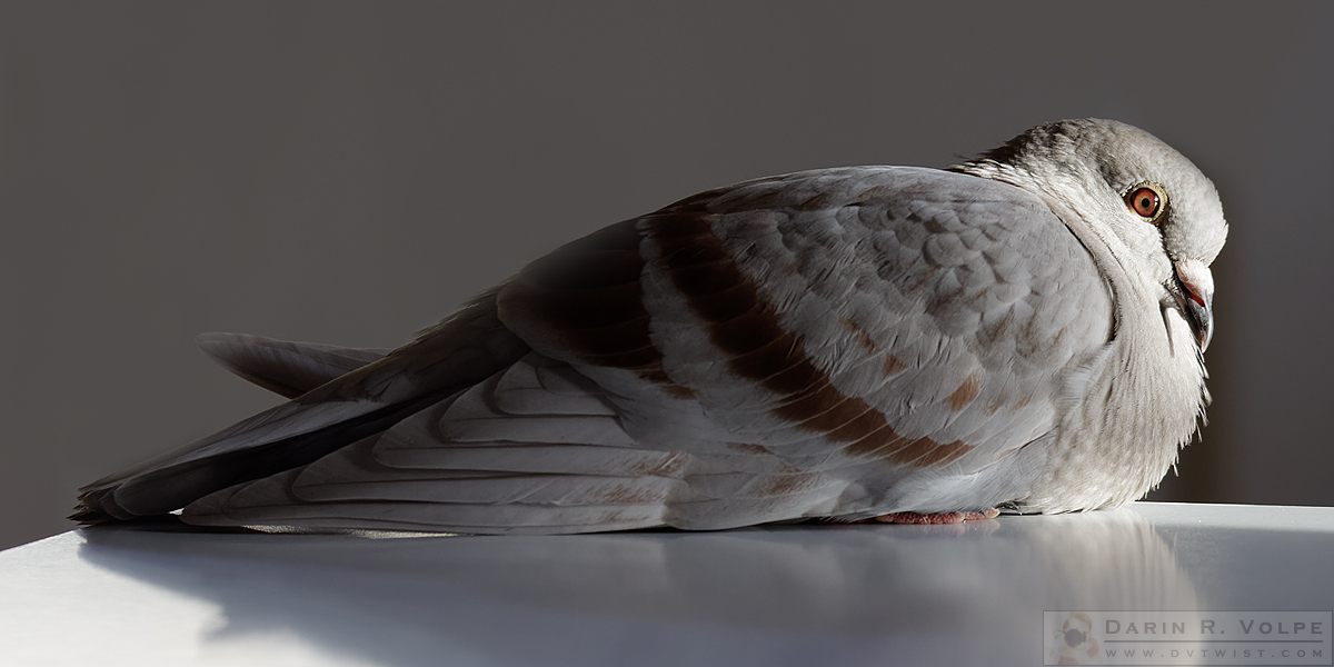 "Streamline Moderne" [Silver Racing Homing Pigeon]