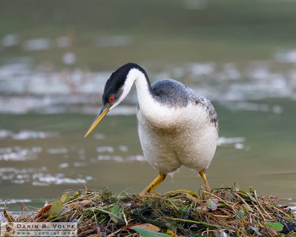 "Bloomers" [Western Grebe at Santa Margarita Lake, California]