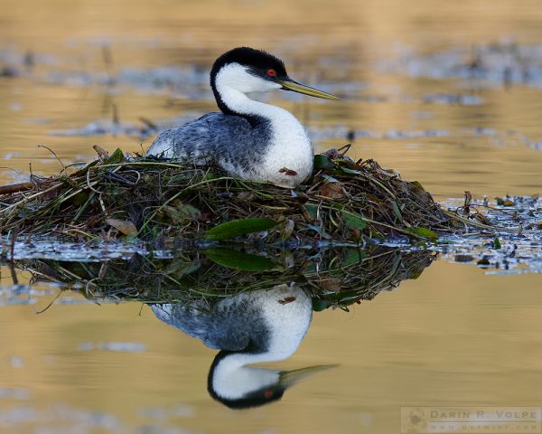 "Floating on a Mirror" [Western Grebe at Santa Margarita Lake, California]