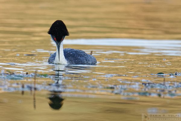 "The Queen's Guard" [Western Grebe at Santa Margarita Lake, California]