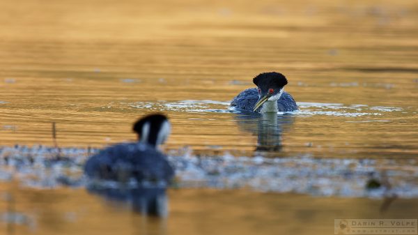 "Don't Lose Your Focus" [Western Grebe at Santa Margarita Lake, California]