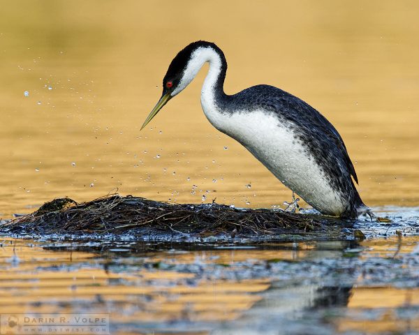 "Spots Before Your Eyes" [Western Grebe at Santa Margarita Lake, California]