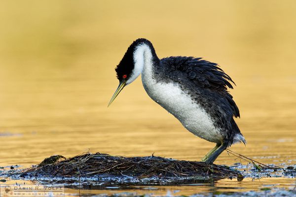 "Tripped Up." [Western Grebe at Santa Margarita Lake, California]