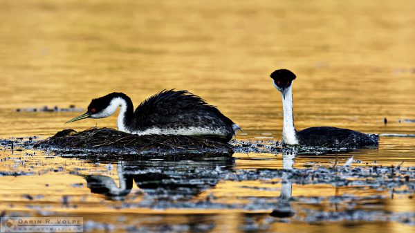 "The Moment of Anticipation" [Male and Female Western Grebes at Santa Margarita Lake, California]