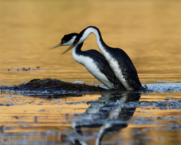 "Booty Call" [Western Grebes Mating at Santa Margarita Lake, California]