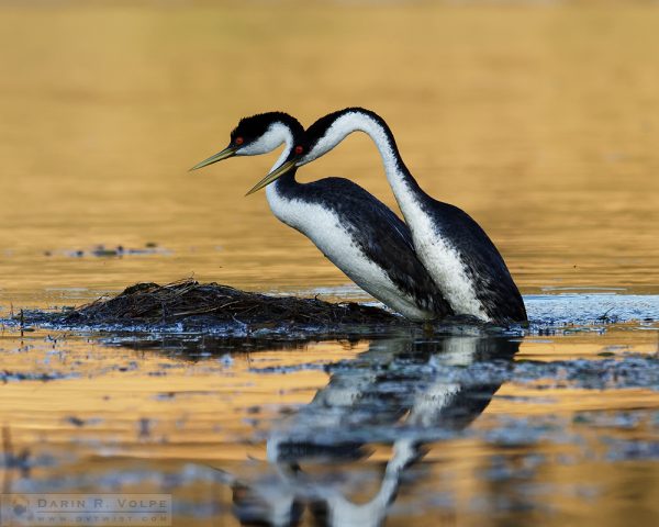 "Makin' Whoopee" [Western Grebes Mating at Santa Margarita Lake, California]