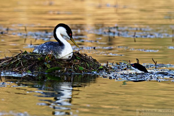 "Mind If I Pop In for a Visit?" [Male and Female Western Grebes at Santa Margarita Lake, California]