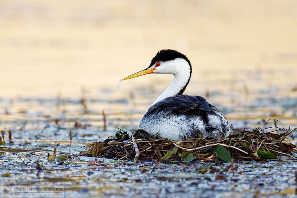 "Baby Food" [Nesting Clark's Grebe at Santa Margarita Lake, California]