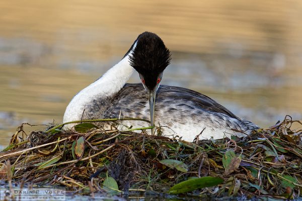 "Nesting" [Western Grebe at Santa Margarita Lake, California]