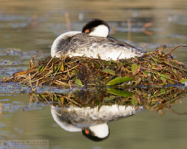 "Tucked" [Western Grebe at Santa Margarita Lake, California]