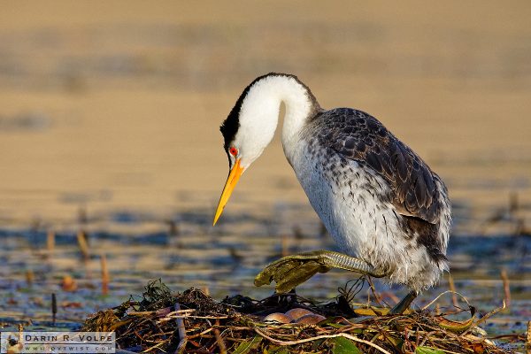 "Watch Your Step" [Clark's Grebe Nest with Eggs at Santa Margarita Lake, California]