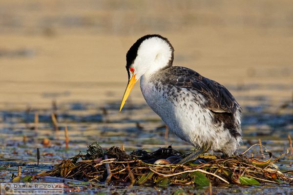 "Don't Count Your Grebes..." [Clark's Grebe Nest with Eggs at Santa Margarita Lake, California]