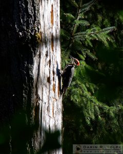 "Headbanger" [Pileated Woodpecker in Olympic National Park, Washington]