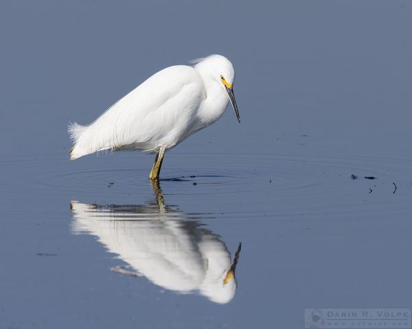 "Narcisict" [Snowy Egret at the San Luis National Wildlife Refuge, California]