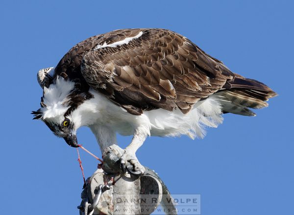 "Ain't Nature Beautiful?" [Osprey Eating Jacksmelt In Morro Bay, California]