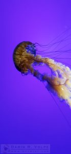 "Alien Among Us" [Pacific Sea Nettle at the California Academy of Sciences Steinhart Aquarium]