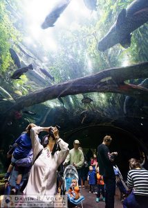 Amazon Flooded Forest, California Academy of Sciences - San Francisco, California