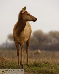 "Back from the Brink" [Female Tule Elk at San Luis National Wildlife Refuge, California]