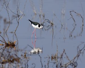 Black Necked Stilt - Merced National Wildlife Refuge