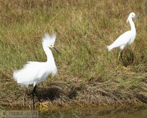 Catching Her Eye [Great Egrets at Merritt Island National Wildlife Refuge, Florida]