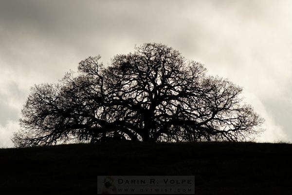 "Coast Live Oak" [Creston California]