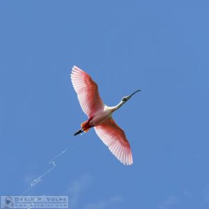 Contrails [Roseate Spoonbill At Everglades National Park, Florida]