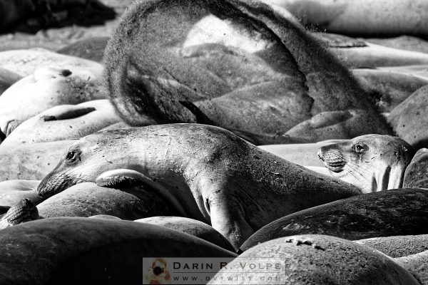 "Coppertone Girls " [Elephant Seals At Piedras Blancas Elephant Seal Rookery, San Simeon, California]