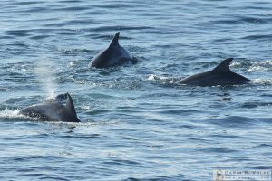 Dolphins Off Shore at Fiscalini Ranch Preserve - Cambria, California