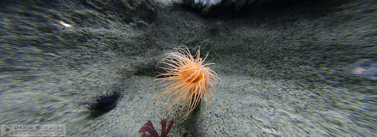 "Don't Let Your Anemone See You Coming" [Anemone at the Steinhart Aquarium in San Francisco]