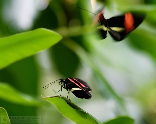 "Flutter By, O Butterfly" [Red Postman Butterflies at California Academy of Sciences, California]