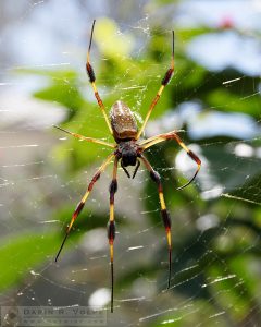 Golden Silk Orb Weaver Spider - Natural History Museum of Los Angeles